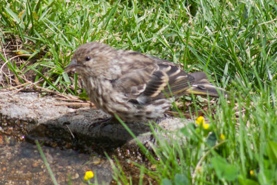 z P1090460 Wren by water