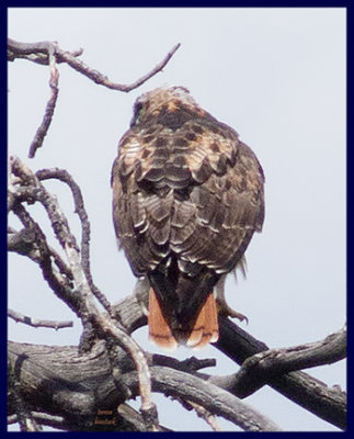 zzz P1090476 Hawk in yon tree - cropped