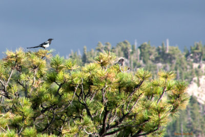 z P1090499 Magpie  crow - mountain - cloudy