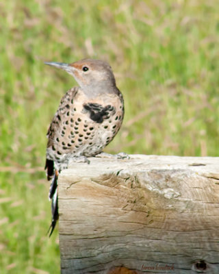 z P1090500 Norther flicker - Red chested flicker