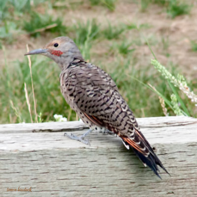 z P1090509 Norther flicker - Red chested flicker