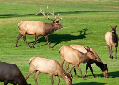 z P1090520 Romantic elk  & shadows