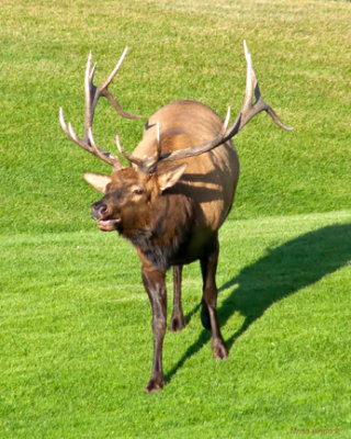 z P1090522 Dominant elk in rut