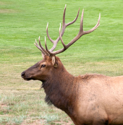 z P1090531 Elk in rut - new challenger