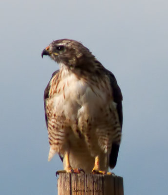 z P1090534 Red tailed hawk on pole - cropped