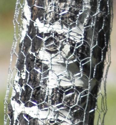 zC3_MG_0987 300mm fenced aspen.jpg