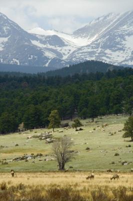 z_MG_0999 Elk grazing in Moraine Park to Mtns.jpg