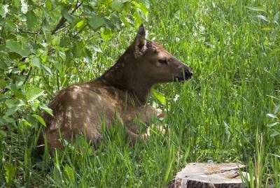 z_MG_1697 Elk calf resting near mom.jpg
