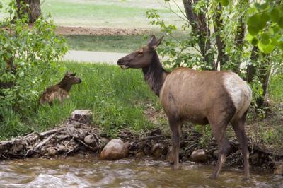 z_MG_1691 Elk calf  mother  river.jpg