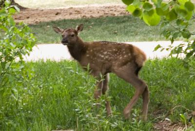 z_MG_1671 Elk calf standing by sidewalk in park.jpg