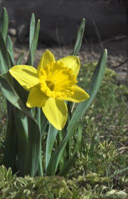 zCRW_0296 Yellow flower by riverwalk.jpg