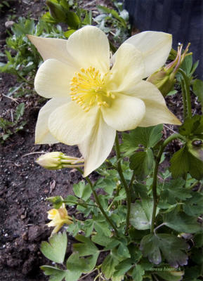 zCRW_0556 Yellow flower by riverwalk.jpg