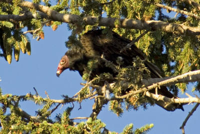 Turkey vultures roost in Estes Park