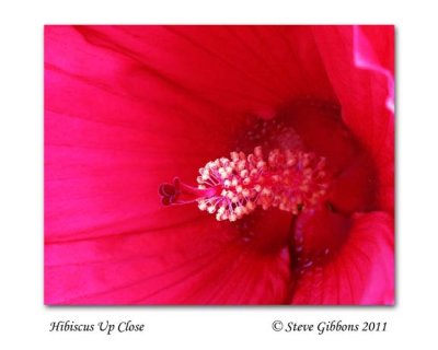 Hibiscus Up Close
