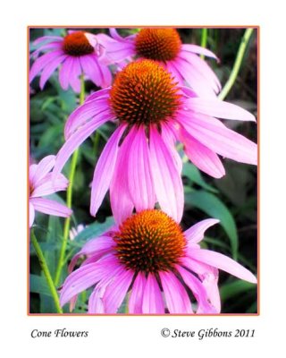 Cone Flowers