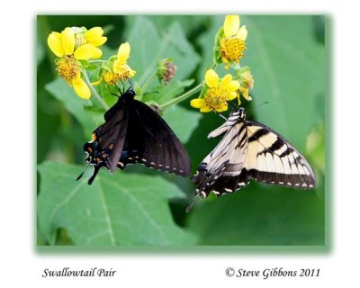Swallowtail Pair