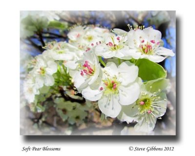 Soft Pear Blossoms