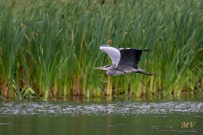 IMG_5948.JPG