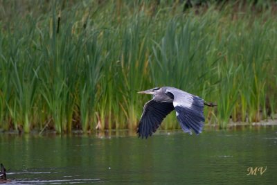 IMG_5951.JPG