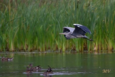 IMG_5952.JPG