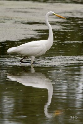 .Grote zilverreiger.....  Great egret.