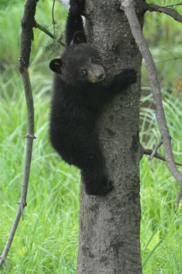 Bear 3 cub