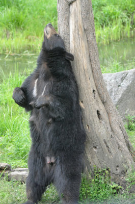 Bear 4 scratch