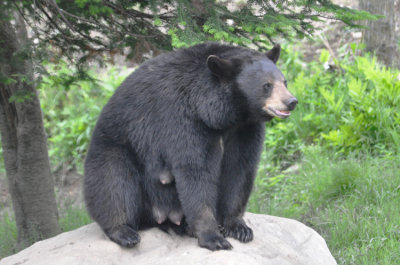 Bear 5