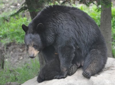 Bear 6 feeding time