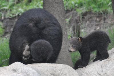 Bear 9 cub