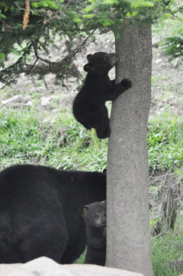 Bear 10 cubs