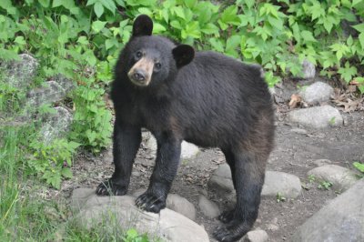 Bear 12