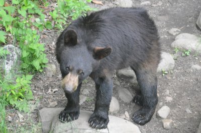 Bear 13