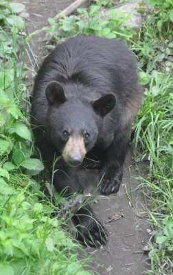 Bear 14