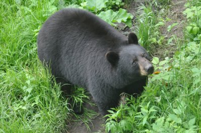 Bear 15