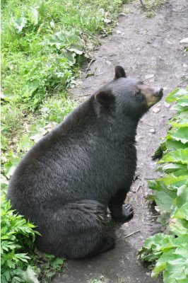 Bear 16