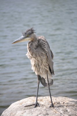 Heron 5.JPG