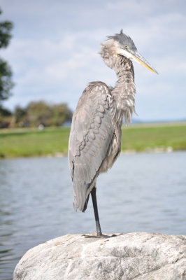 Heron 7.JPG