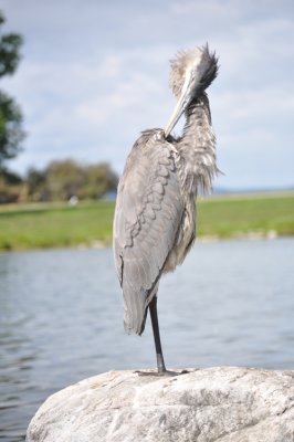 Heron 8.JPG