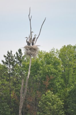 Heron 14 nest.JPG