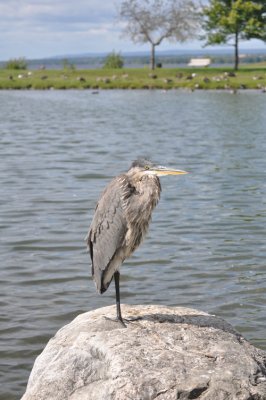 Heron 16.JPG