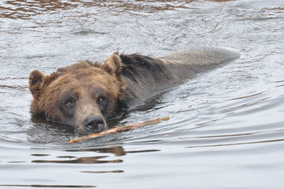 Fetch the stick