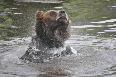 Water off a bears back