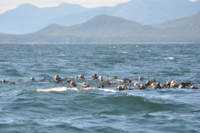 A raft of sea otters