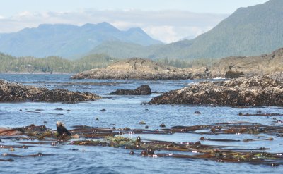 Giant seaweed