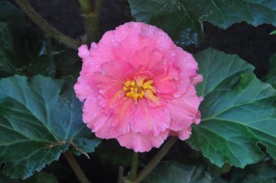 Begonia 2