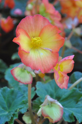 Begonia 1