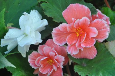 Begonia 4