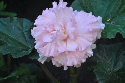 Begonia 3