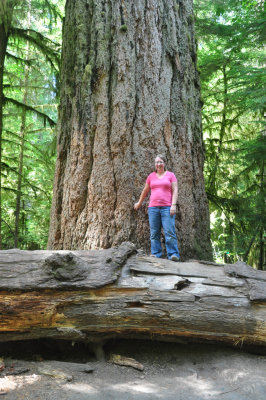 Cathedral Grove